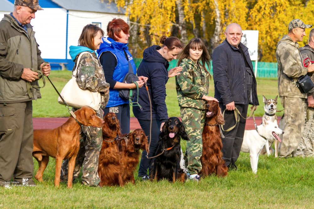 Выставка охотничьих собак