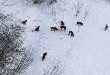 О нехватке денег и жестоком обращении с животными: почему стаю собак, отловленную в Псковском микрорайоне, выпускают назад на улицы